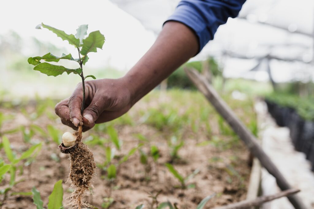 Help Society Tree Plantation